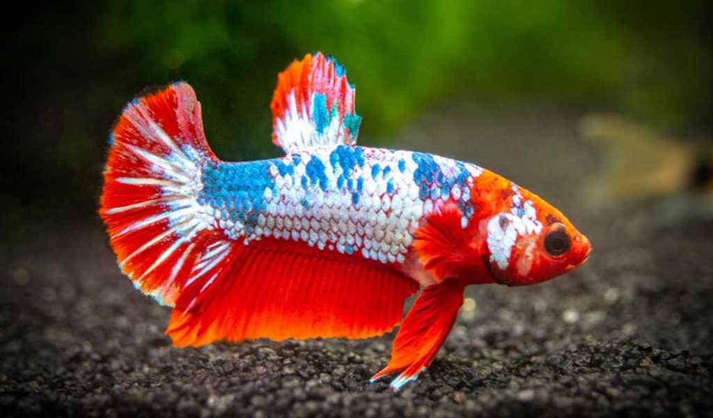 Koleksi Double Tail Betta