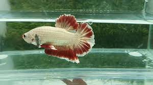 Giant Dragon Betta