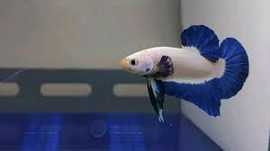 Ikan Cupang Plakat Blue Rim