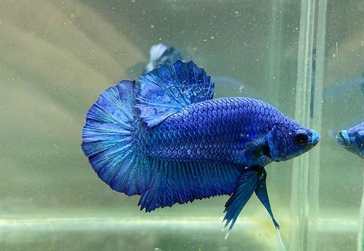 Pesona Plakat Halfmoon