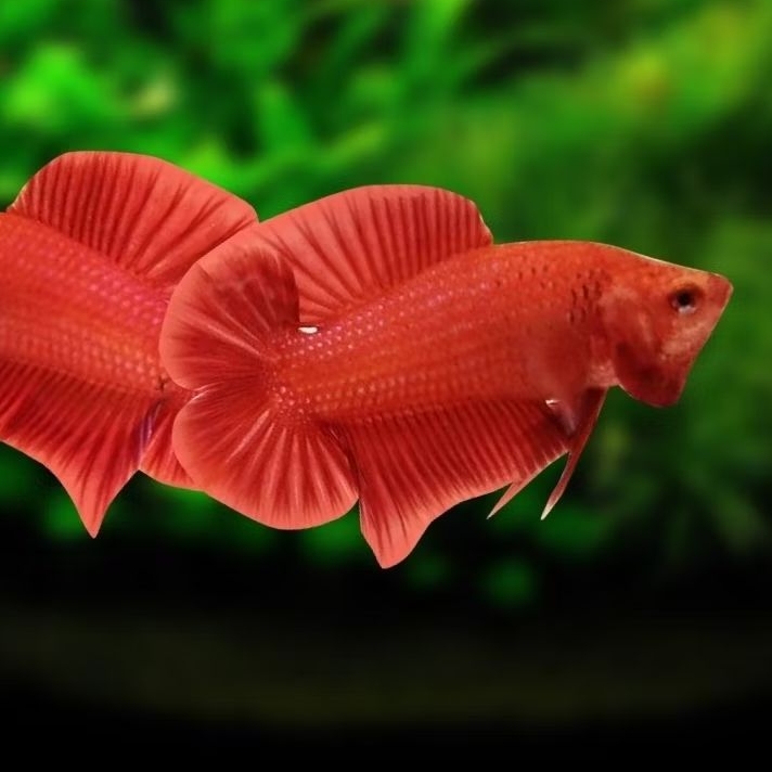 Ikan Cupang Plakat Super Red