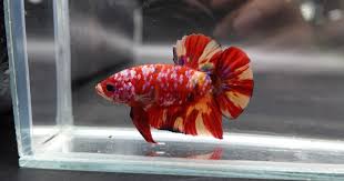 Giant Koi Plakat Betta