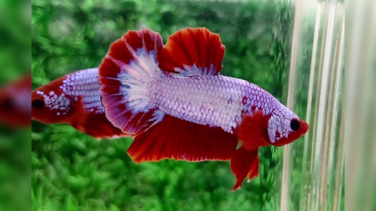 Ikan Cupang Fancy Dragon