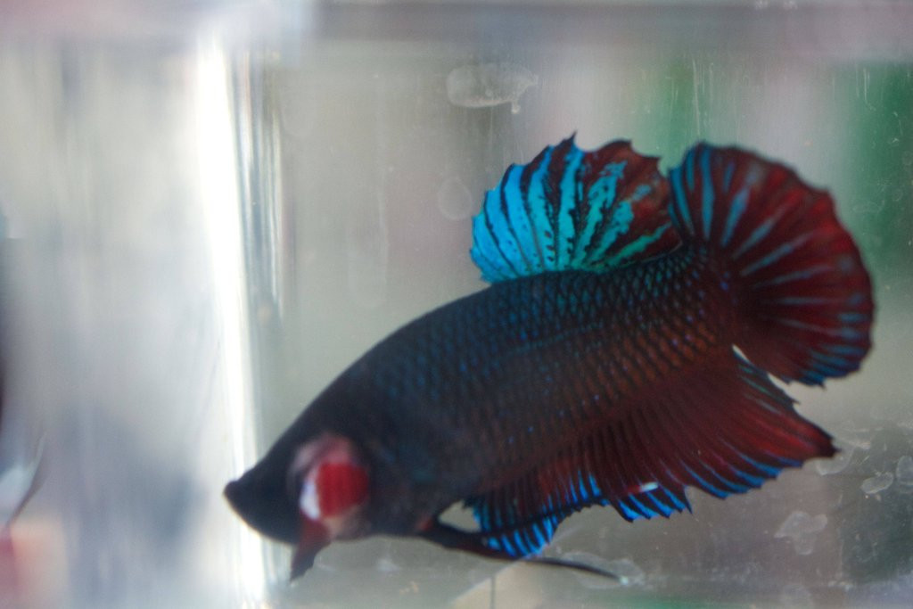 Giant Betta Plakat