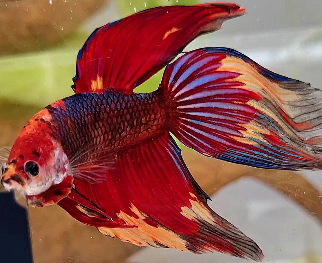 Veiltail Fancy
