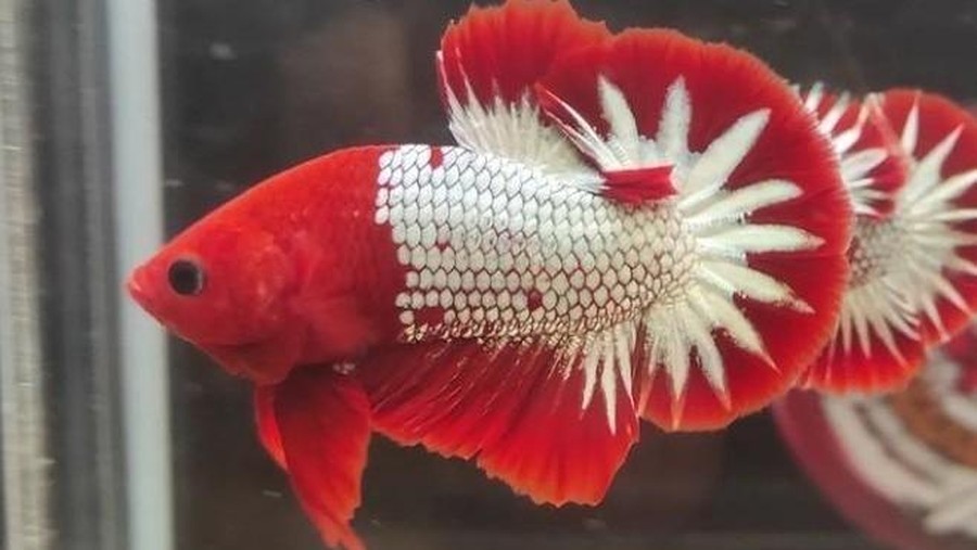 Koleksi Ikan Fancy Copper