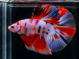 Giant Nemo