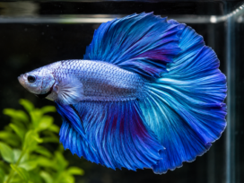 Ikan Cupang Giant Avatar