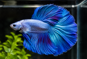 Ikan Cupang Giant Avatar