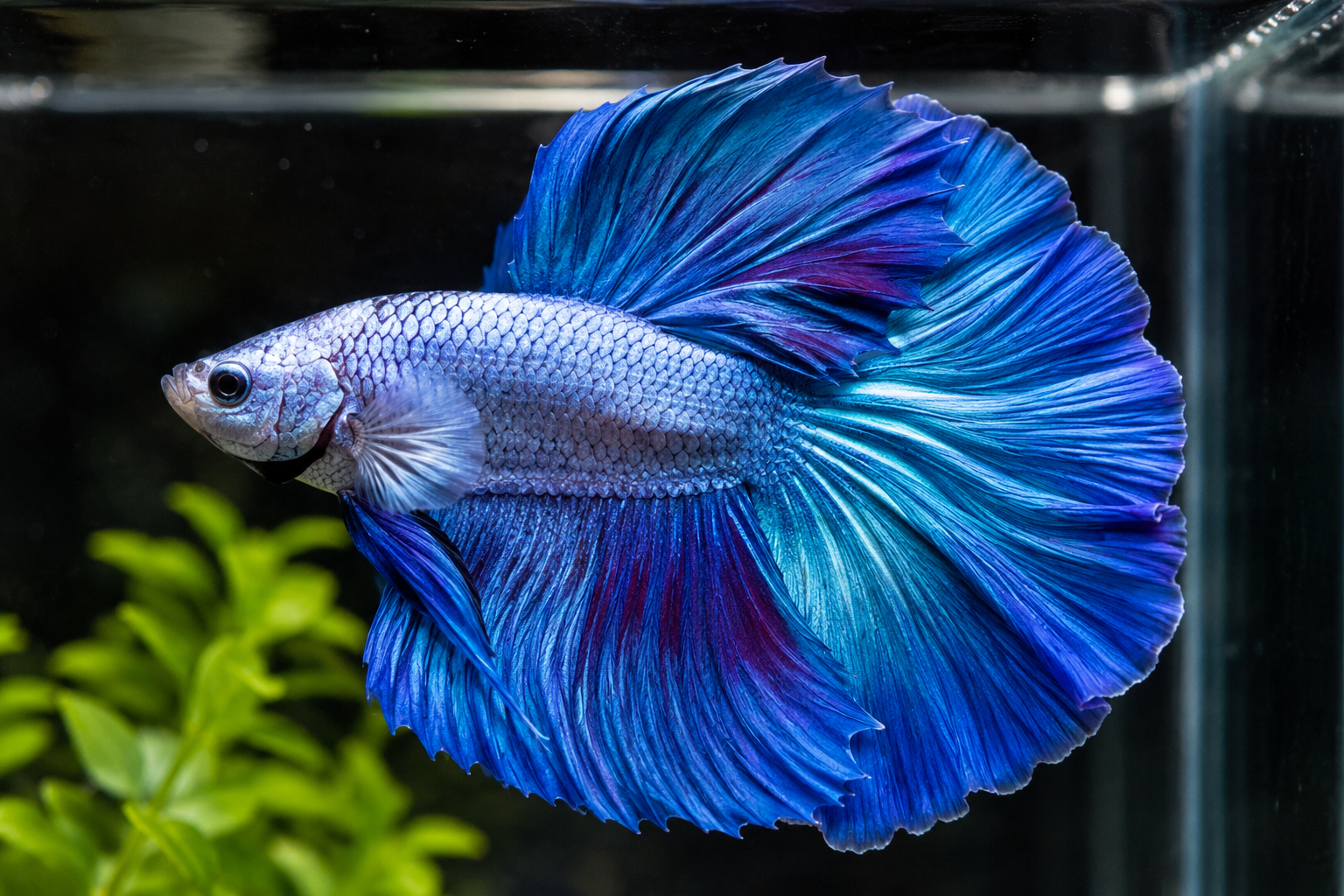 Ikan Cupang Giant Avatar